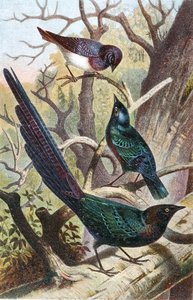 Fényes Starlings, lemez a "Brehms Tierleben: Allgemeine Kunde des Tierreichs"-ből, 4. kötet, p. 392, kiadja a Bibliographisches Institut alkotó: German School