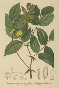 Arany bükköny (Orobus styriacus, Lathyrus aureus) alkotó: German School