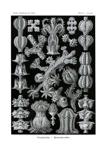 Gorgonid, 1899-1904 alkotó: German School