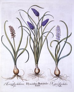 Szőlőjácintok, a Hortus Eystettensisből, Basil Besler (1561-1629), pub. 1613 (kézzel színezett metszet) alkotó: German School