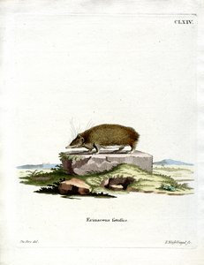 Nagy sündisznó Tenrec (színes metszet) alkotó: German School
