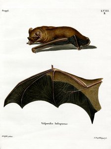 Greater Noctule Bat (színes metszet) alkotó: German School