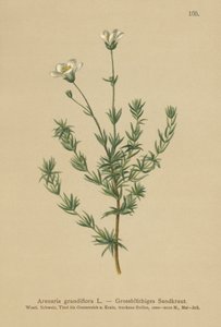 Homokfű (Arenaria grandiflora) alkotó: German School