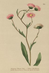 Görög Fleabane (Erigeron Villarsii, Erigeron atticus) alkotó: German School