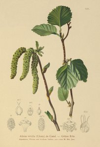 Zöld éger (Alnus viridis) alkotó: German School