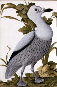 Szürke liba, 1740 körül (akvarell, papír) alkotó: German School
