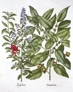 Guaiacum and Chinese Privet, Hortus Eystettensis, Basil Besler (1561-1629), pub. 1613 (kézzel színezett metszet) alkotó: German School