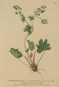Szőrtelen hölgyköpeny (Alchemilla fissa, Alchemilla Pyrenaica) alkotó: German School