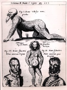 Szőrös férfi és vadember, illusztráció a Physica Curiosa-ból, Gaspar Schott (1608-66) alkotó: German School