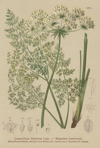 Hallers Sermountain (Laserpitium hirsutum, Laserpitium haller, Laserpitium panax) alkotó: German School