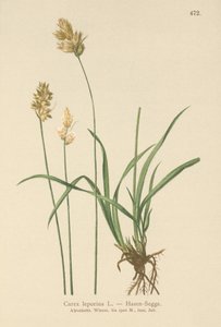 Nyúl sás (Carex leporina, Carex ovalis) alkotó: German School