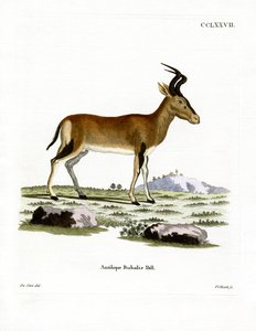 Hartebeest (színes metszet) alkotó: German School