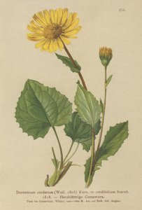 Szívlevelű leopárd (Doronicum cordatum, Doronicum cordifolium, Aronicum cordatum) alkotó: German School