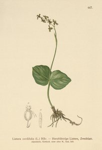 Szívlevelű Twayblade (Lestera cordata, Listera cordifolia, Neottia cordata) alkotó: German School
