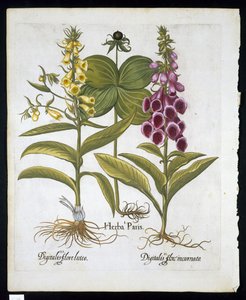 Herb Paris (Solanum quadrifolium), közönséges gyűszűvirág (Digitalis Purpurea) Nagy sárga gyűszűvirág a Hortus Eystettensistől, Basil Besler (1561-1629) kocsma 1613 (kézzel színezett metszet) alkotó: German School