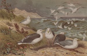 Sirálysirály és feketehátú sirály, lemez Brehms Tierlebenből: Allgemeine Kunde des Tierreichs, 6. kötet, 108. o., a Bibliográfiai Intézet kiadása, 1892 alkotó: German School