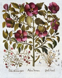 Hibiscus syriacus, büdös kamilla és a Hortus Eystettensisből, Basil Besler (1561-1629) pub. 1613 alkotó: German School