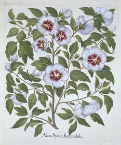 Hibiscus syriacus, a Hortus Eystettensisből, Basil Besler (1561-1629), pub. 1613 (kézzel színezett metszet) alkotó: German School