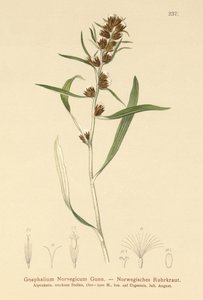 Felvidéki túrófű (Gnaphalium norvegicum) alkotó: German School