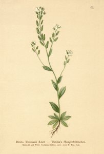Hoary Whitlow-fű (Draba Thomasii) alkotó: German School