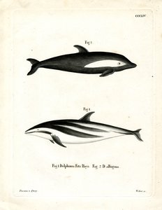 Homokóra delfin (színes metszet) alkotó: German School
