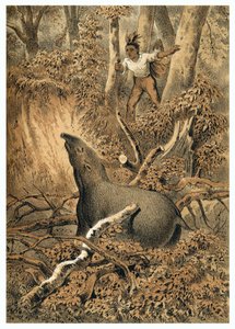 Illusztráció, indiai vadász tapír Amazonas erdőben. In "" De Bootslieden der Amazon-River", Karl Muller, Hollandia alkotó: German School