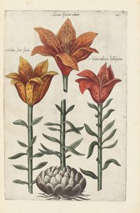 Illusztráció a "Florilegium ... különböző virágok és más indexnövények kezelése élénken két részből és négy nyelven elrendezettként" alkotó: German School