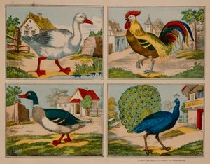 Illusztráció: kacsa, liba, páva és kakas, Neuruppiner Bilderbogen alkotó: German School