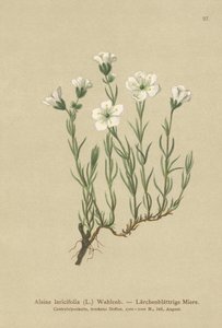 Belső alpesi homokfű (Alsine laricifolia, Minuartia laricifolia, Arenaria laricifolia) alkotó: German School