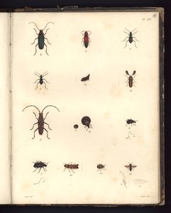 Insecta, Pl. XVI, illusztráció a zoológiai és összehasonlító anatómiai megfigyelések kompendiumából, készült az Atlanti-óceánon, az új kontinens belsejében és a Déli-tengeren a 179-es években alkotó: German School