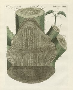 A közönséges bab növény belső lyuka (színes gravírozás) alkotó: German School