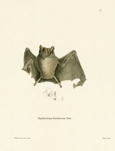 Ipanema Bat (színes metszet) alkotó: German School