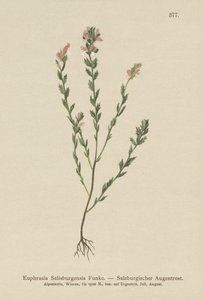 Irish Eyebright (Euphasia Salisburgensis) alkotó: German School