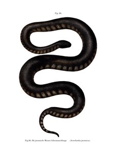 Java File Snake (színes litho) alkotó: German School