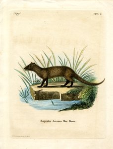 Javan Mongoose (színes metszet) alkotó: German School