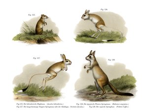 Jerboa, 1860 alkotó: German School