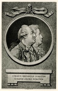 Johann Georg Forster alkotó: German School