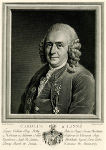 Karl von Linné alkotó: German School