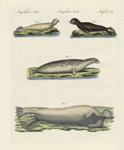 Pecsétek fajtái (színes gravírozás) alkotó: German School