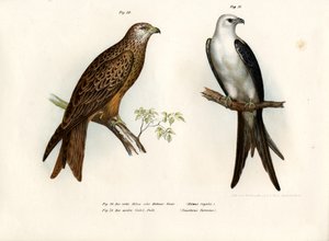 Kite, 1864 alkotó: German School
