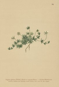 Gyöngyfű (Sagina glabra, Sagina repens) alkotó: German School