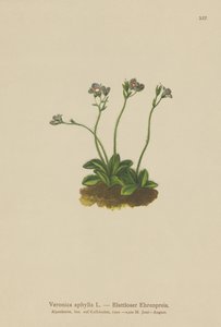 Lombtalan szárú Speedwell (Veronica aphylla) alkotó: German School