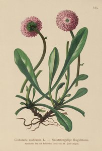Levéltelen szárú globularia (Globularia nudicaulis) alkotó: German School