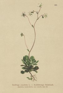Kis-Londoni büszkeség (Saxifraga cuneifolia) alkotó: German School