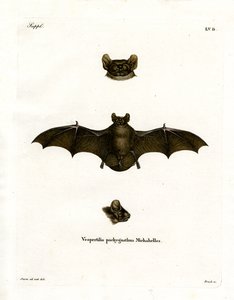 Lesser Noctule Bat (színes metszet) alkotó: German School