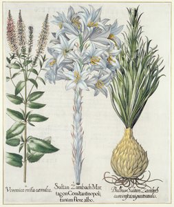 Liliom: 1. Zambach Martagon konstantinápolyi szultán fehér virág 2. Veronica recta carnlea 3. Bulbus Sultan Zambach cuminfeunipartecaulis, a Hortus Eystettensisből, Basil Besler (1561-1629), pub. 1613 alkotó: German School