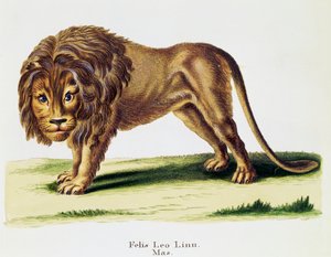 Oroszlán (Felis leo), az emlősökből, leírásokkal illusztrálva a természetből, Johann Christian Daniel von Schreber (1739-1810), metszet: H I Tisroff, 3. kötet, 97-A táblázat, Németország alkotó: German School