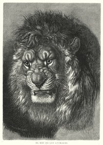 Oroszlán: az állatok királya (litho) alkotó: German School