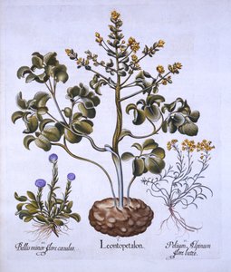 Oroszlánlevél és alpesi virágok, a Hortus Eystettensistől, Basil Besler (1561-1629), pub. 1613 (kézzel színezett metszet) alkotó: German School