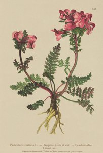 Hosszú orrú tetű (Pedicularis rostrata) alkotó: German School